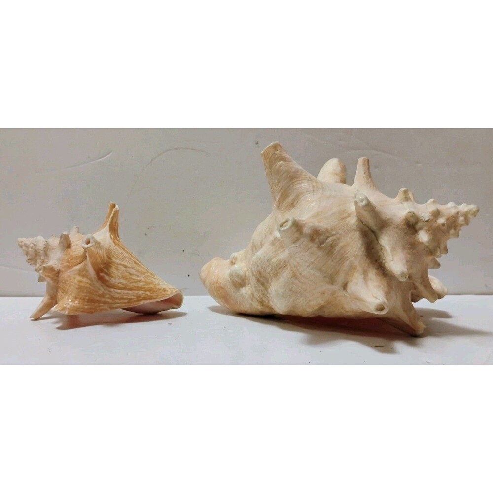 Vintage Large Pink Sea Shell Lot 3"-5" Horned Queen Conch Murex Coastal Decor